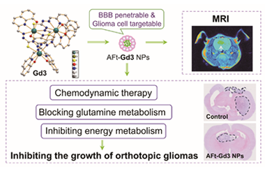 Development of a theranostic tri-nuclear gadolinium(III) complex based on apoferritin for multitarget therapy of orthotopic glioma 2025.100711